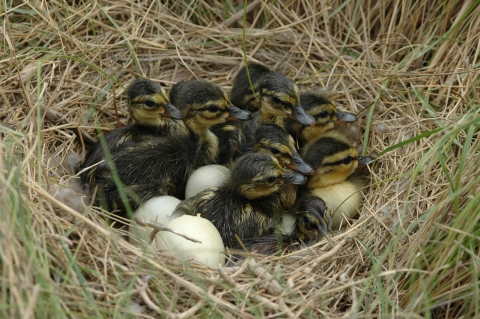 Nest of with eight American black duck chicks