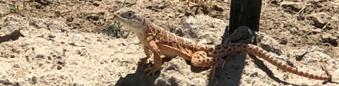 A small lizard sits in the sun next to a fence post.
