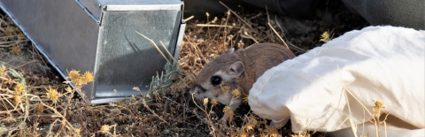 A kangaroo-rat sits next to a metal trap and canvas holding bag.