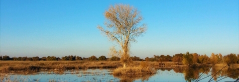 A lone tree stands in a wetland with a blue cloudless sky.