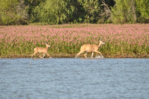 Mother deer and fawn walking through the water in front of some pink flowering plants.