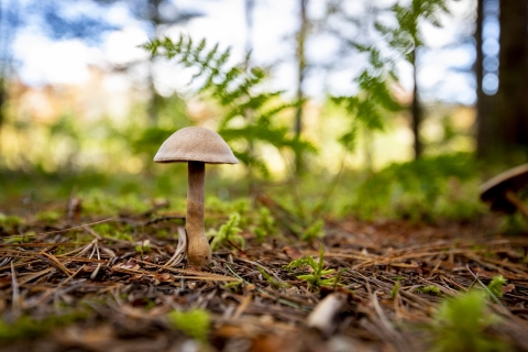 A mushroom or toadstool with a rounded cap and a slender tan stem pokes through moist soil at Umbagog National Wildlife Refuge in Maine and New Hampshire.