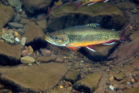 A green fish with yellow and red spots, a yellow belly, and red fins. 