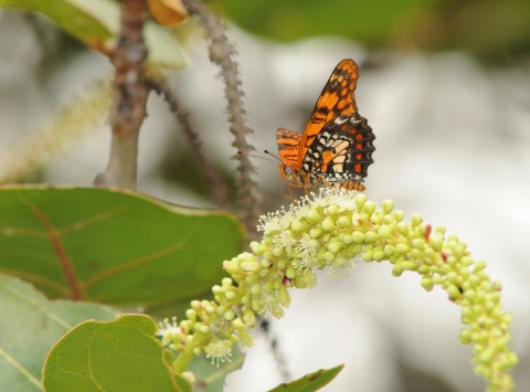 A Puerto Rican harlequin butterfly rests on a flower of sea grapes.