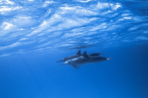 A pair of dolphins (marine mammals with tails and flippers) cruise through blue waters.