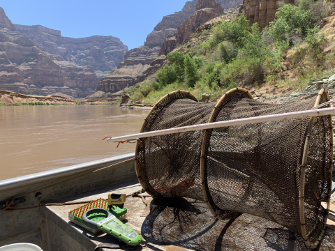 A view of the Colorado River in western Grand Canyon with hoop nets ready 