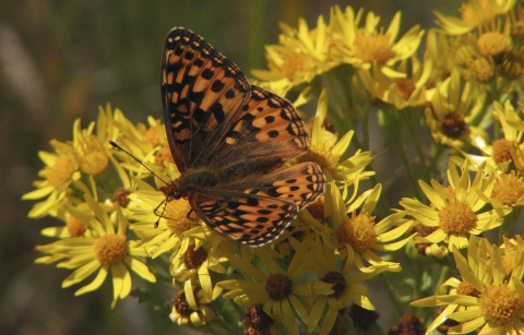 an orange and black butterfly on a yellow daisy-like flower