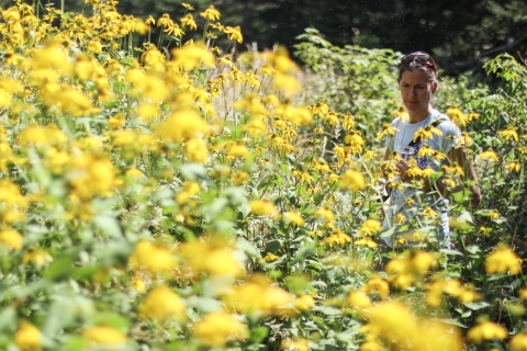 Biologist standing amongst dozens of yellow flowers