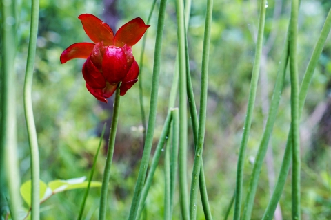 Red flower surrounded by the green stalks of neighboring plants with a blurred green background.