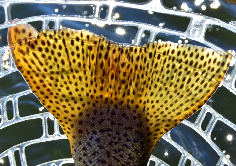 A yellow fish tail covered with dark spots. The sun is shining through the tail and glinting off the water in the background. 