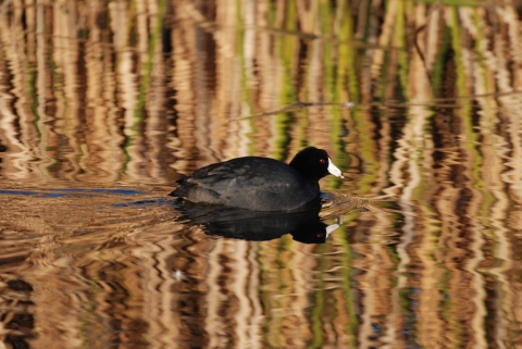 A black water bird with a white bill swims across a wetland pond. 