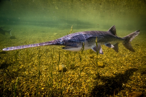 An American paddlefish with a long flat snout, swimming underwater. 