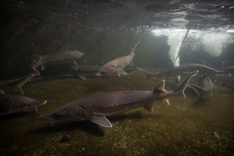A photo of an Atlantic sturgeon showing bluish-black or olive brown coloring and white belly. They have five major rows of thorny looking plates along the length of their body.