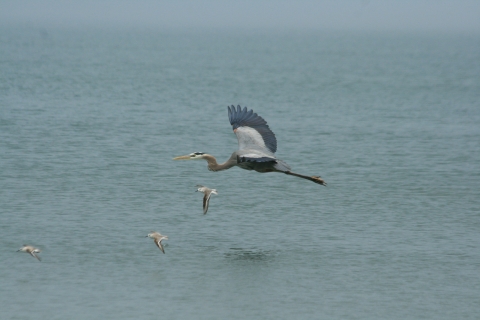 A blue heron flies over Indian Pass off of St. Vincent NWR.,