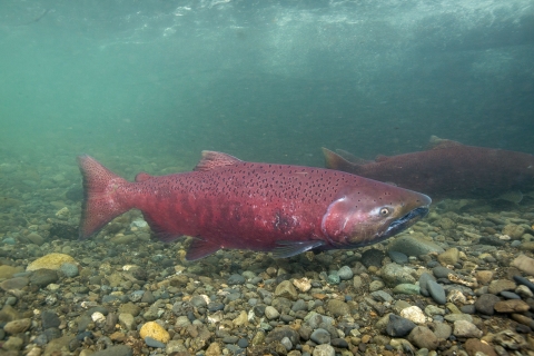 A fish with a reddish tone body with black spots on upper part of body, this side view of a Chinook salmon shows the salmon swimming right above a gravel riverbed.