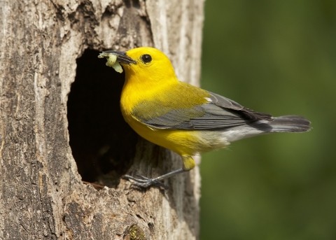 An image of a prothonotary warbler perch on the edge of a tree cavity with a worm in its beak.