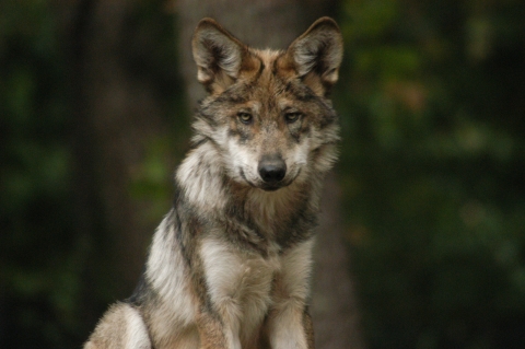 A young Mexican wolf looking at the camera