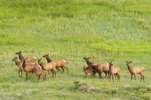 11 elk in the prairie