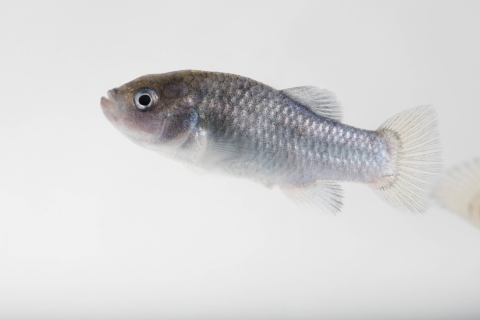 A Devil’s Hole pupfish swims against a white background. It is small and bluish silver in color. 