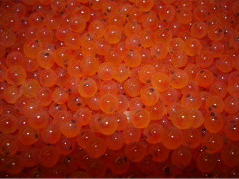 Rainbow trout eggs