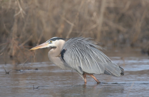 An image of a great blue heron walking in water.