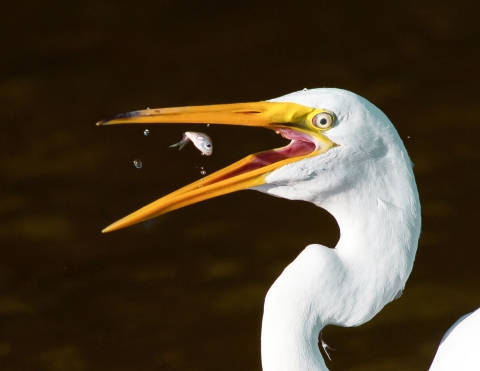 An image of a great egret eating a fish.