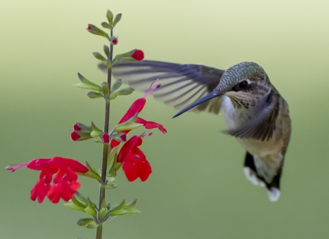 An image of a hummingbird feeding on a red flower.