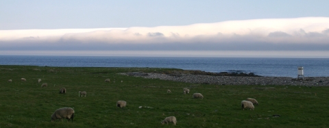 Metinic Island sheep grazing