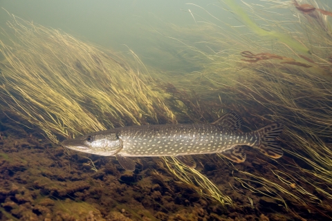 A northern pike swims along a grass covered stream bed. The fish is long and slender, dark in color, with white spots. 