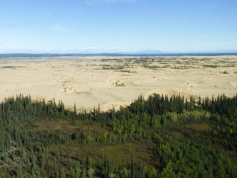 expanse of sand dunes with spruce trees in the foreground