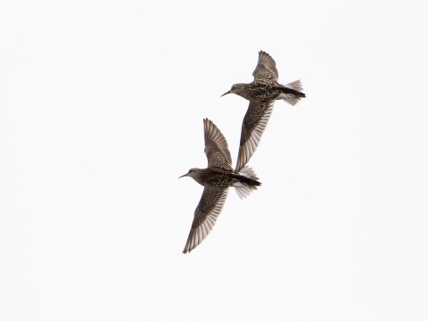 two brown birds with long beaks in flight