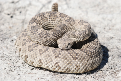 A snake is coiled and facing the viewer. 