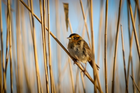 A saltmarsh sparrow perched on a reed