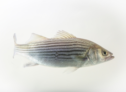 A striped bass swims against a white background. The fish has defined horizontal black stripes along its body.