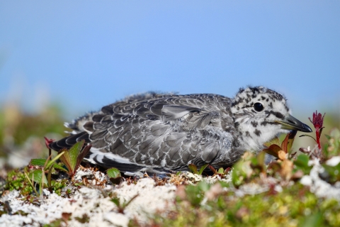 a juvenile gray and spotted bird sits low to the ground