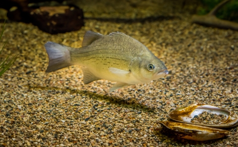 A small white bass swims along the bottom of a rocky aquarium. The fish has a white belly and patchy horizontal dark stripes along its body.