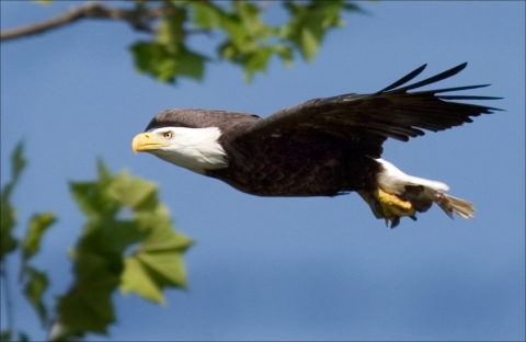 adult eagle flying in sky