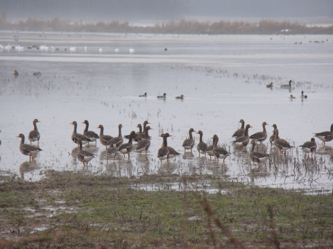 An image of a flock of geese standing in a wetland.