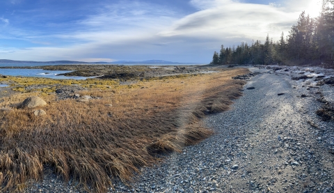 coastal landscape at low tide with exposed aquatic vegetation and rocky shore
