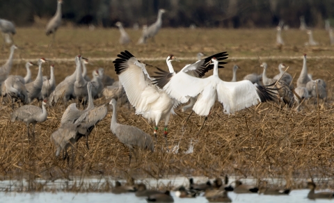 Sandhill and Whooping Cranes