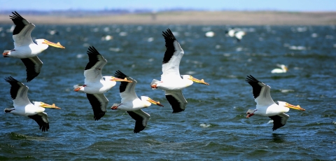 White birds with black-tipped wings and long yellow beaks fly over water at Chase Lake National Wildlife Refuge in North Dakota.