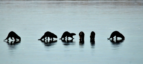 Six river otters walk out on the frozen surface of a river in winter at Seedskadee National Wildlife Refuge in Wyoming.