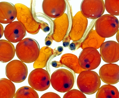 A close view of salmon eggs and developing salmon fry