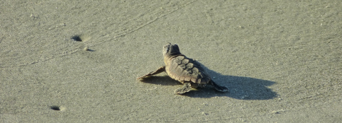 A tiny sea turtle hatchling crawls across the sand to the ocean at Blackbeard Island National Wildlife Refuge in Georgia.