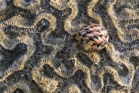 A close-up of a sea snail perched on a coral skeleton emphasizes waves in the coral.