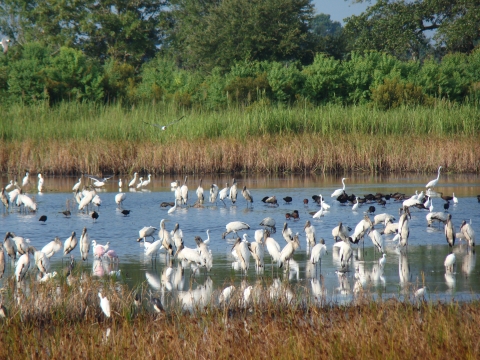 Wood storks, roseate spoonbills, egrets and ibis are feeding in an impoundment.