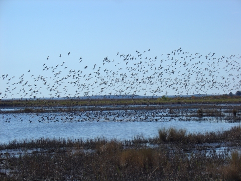 Hundreds of waterfowl alighting into a pond at E.F.H ACE Basin NWR