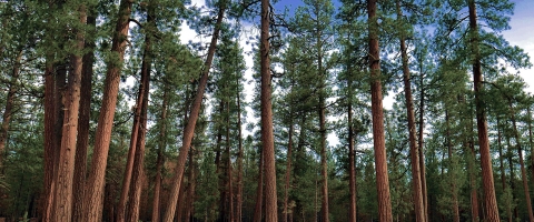 Bear valley stand of trees