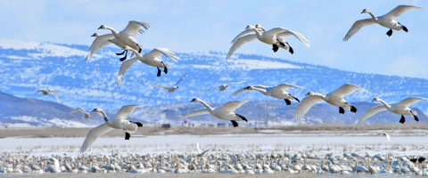 landing tundra swans at lower klamath nwr