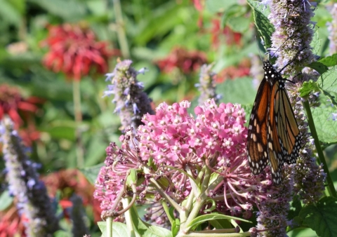 Close up of monarch butterfly and flowers.